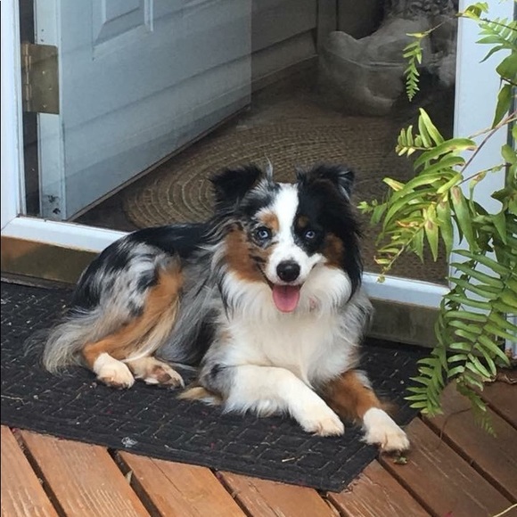 Meet your Posher, Deedee - Picture 3 of 3